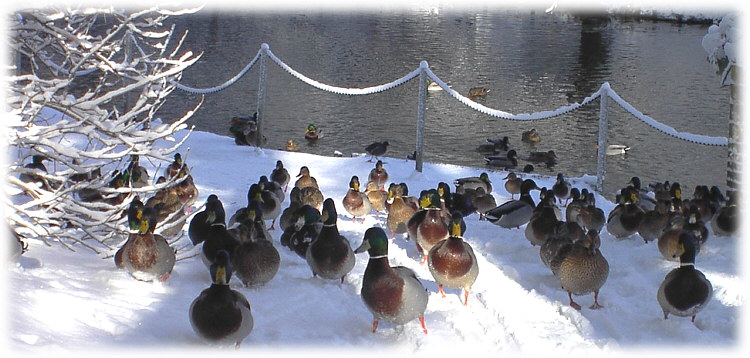 Enten im Schnee, Foto: Karin Kaden